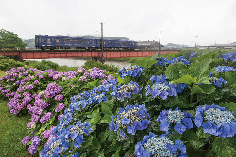 おれんじ食堂列車とあじさい