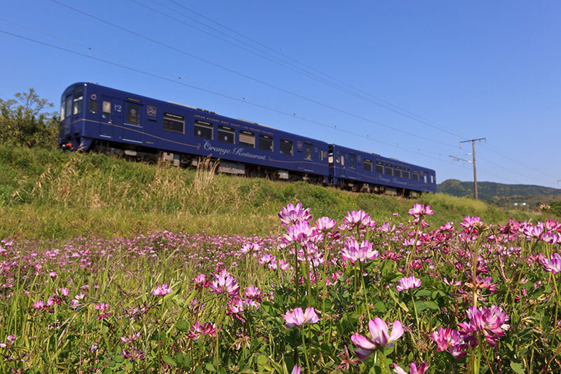 おれんじ食堂列車とコスモス