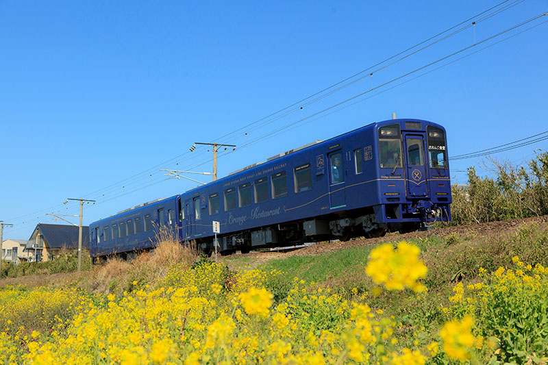 おれんじ食堂列車と菜の花